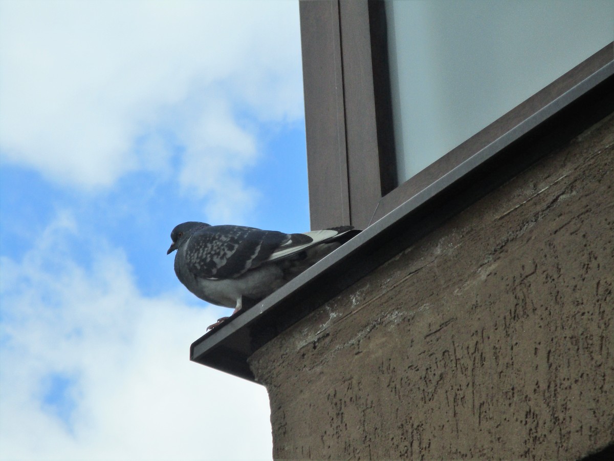Rock Pigeon - ML324395661