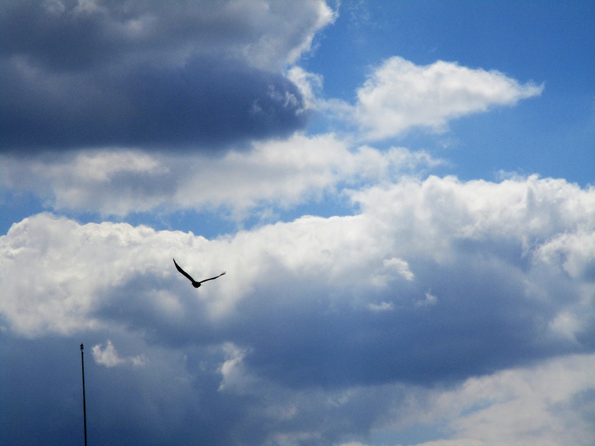 Hooded Crow - ML324395701
