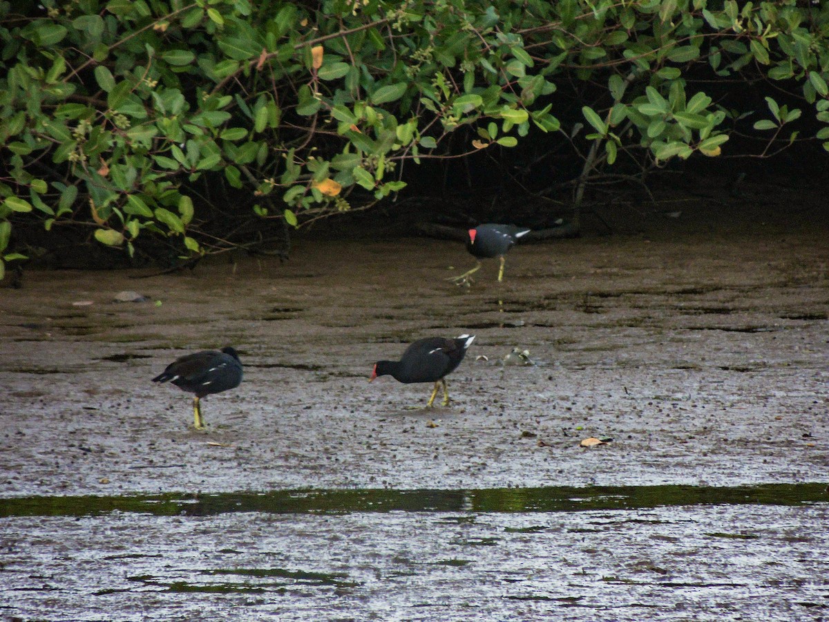 Common Gallinule - ML324395871