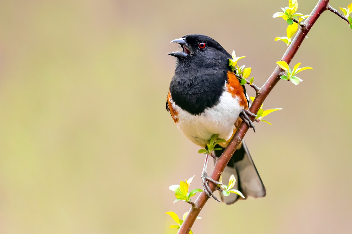 Eastern Towhee - ML324396161