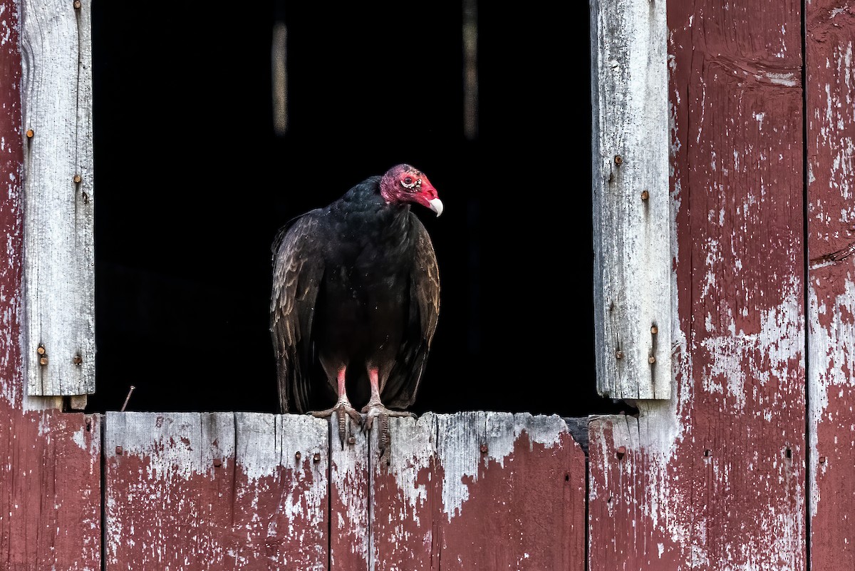 Turkey Vulture - ML324396191