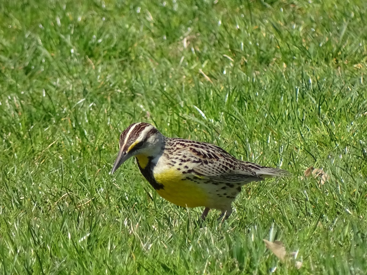 Eastern Meadowlark - ML324397691