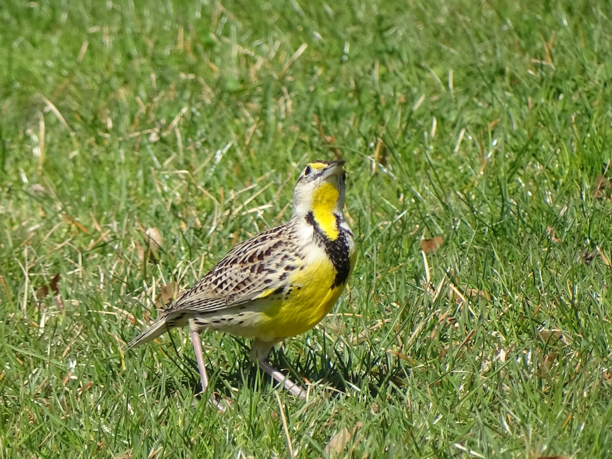 Eastern Meadowlark - Peter Littlewood