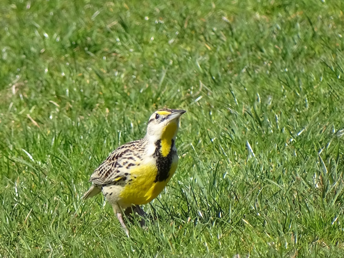 Eastern Meadowlark - Peter Littlewood