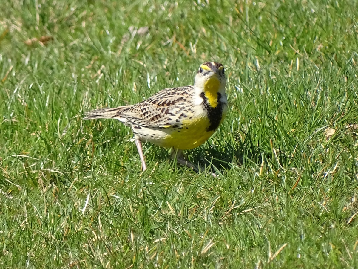 Eastern Meadowlark - ML324397731