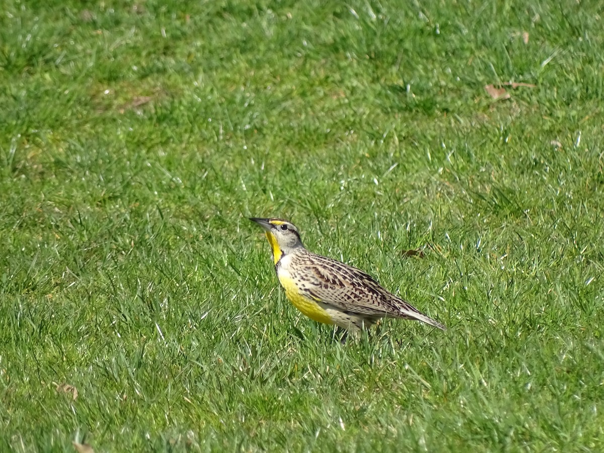 Eastern Meadowlark - Peter Littlewood