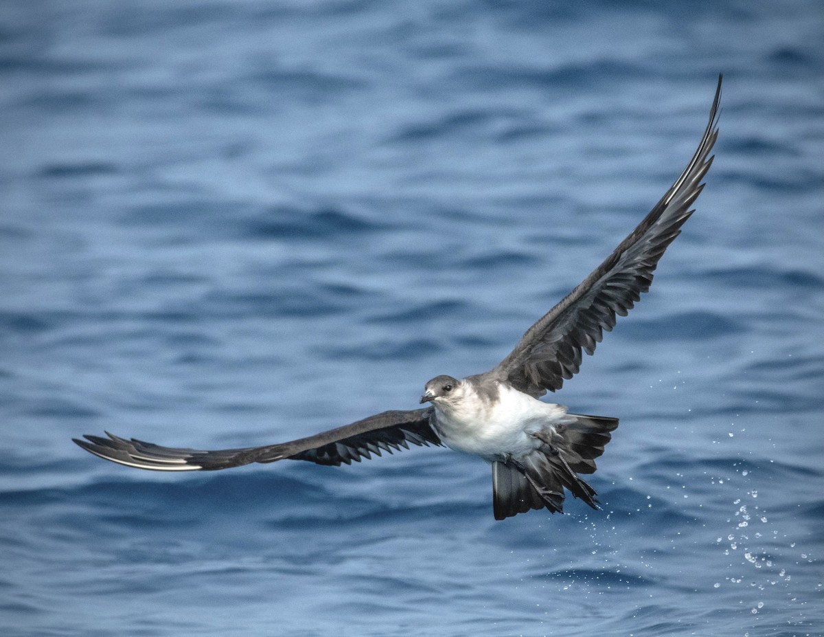 Parasitic Jaeger - ML324397761