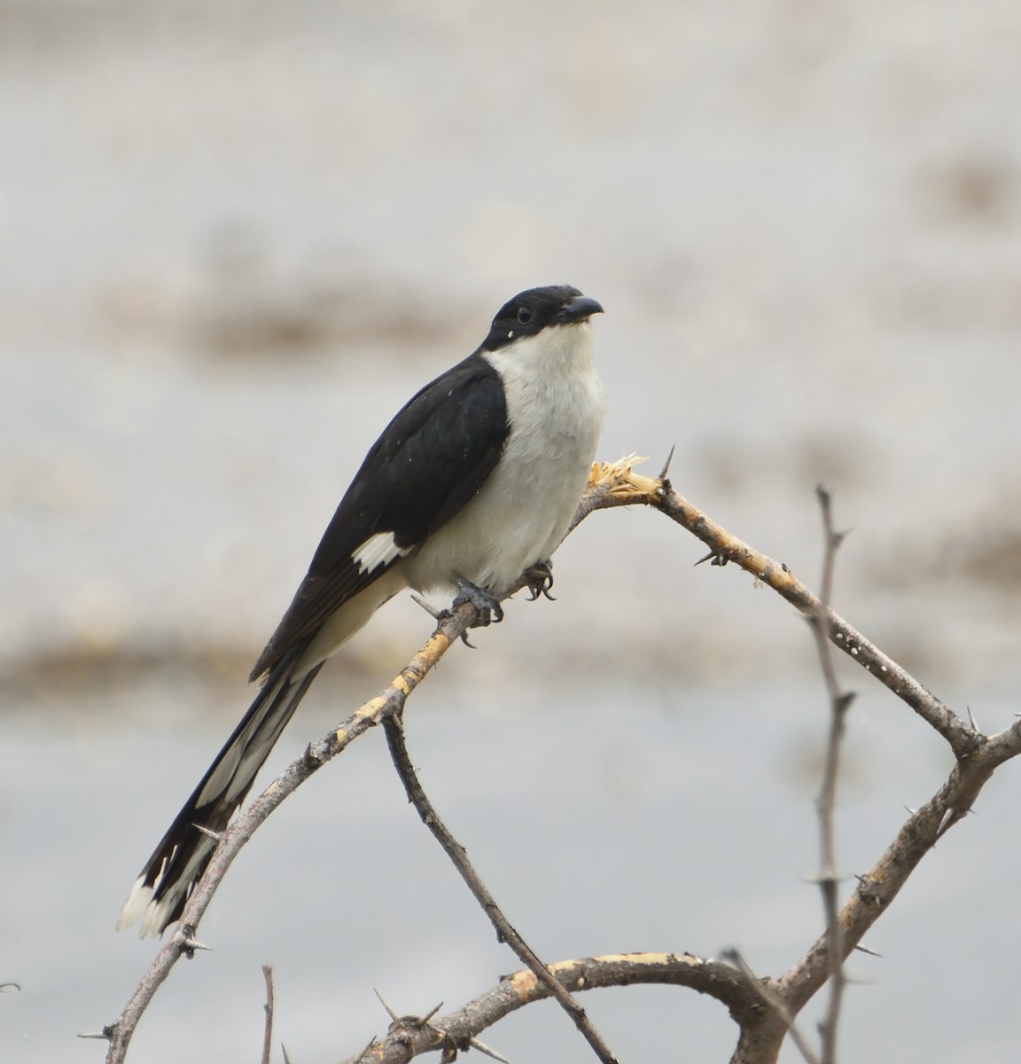 Pied Cuckoo - ML324398471