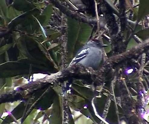 Streak-backed Antshrike - ML324399661