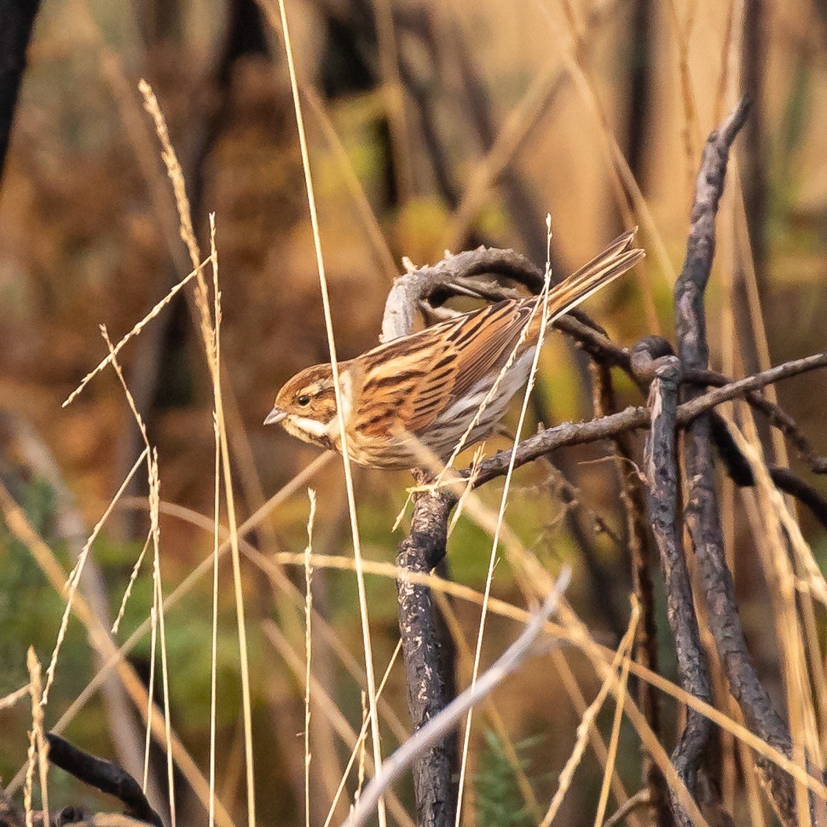 Rustic Bunting - ML324400121