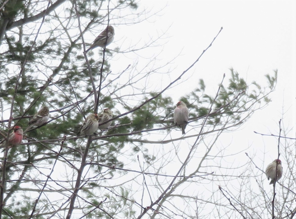 Hoary Redpoll - ML324400721