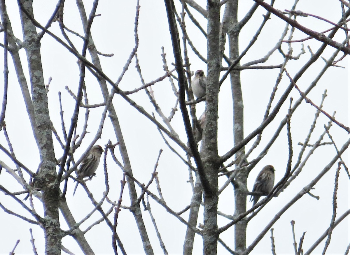 Hoary Redpoll - ML324400851