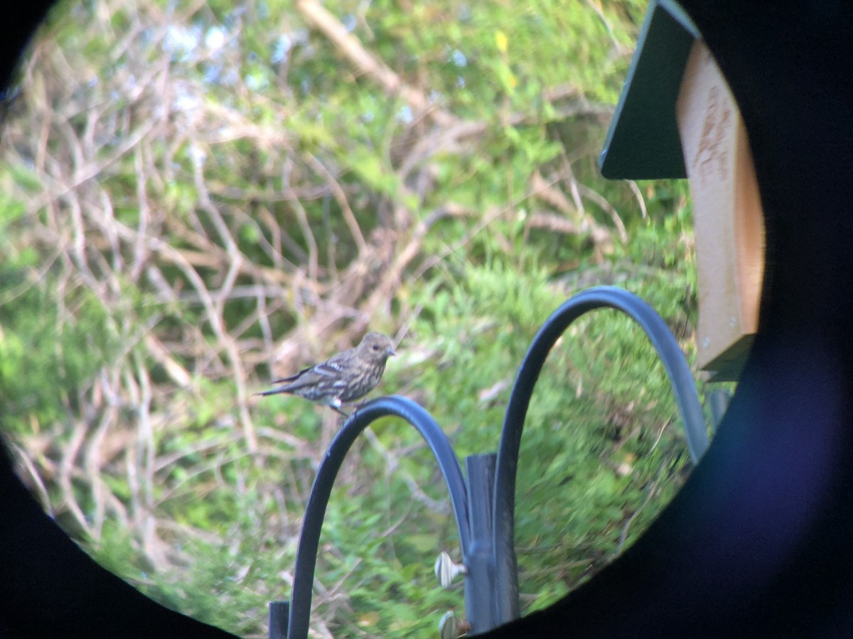 Pine Siskin - ML324402381