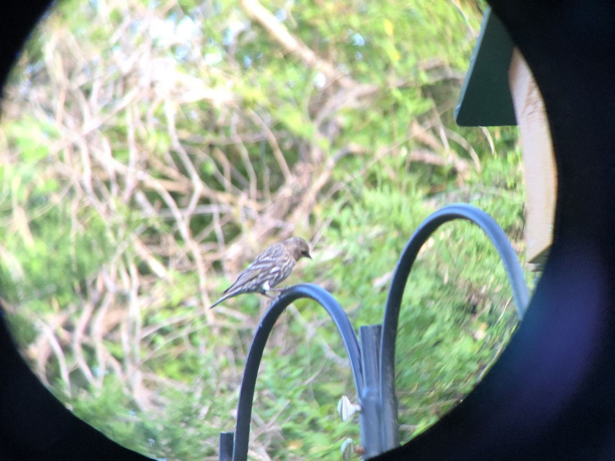 Pine Siskin - ML324402391
