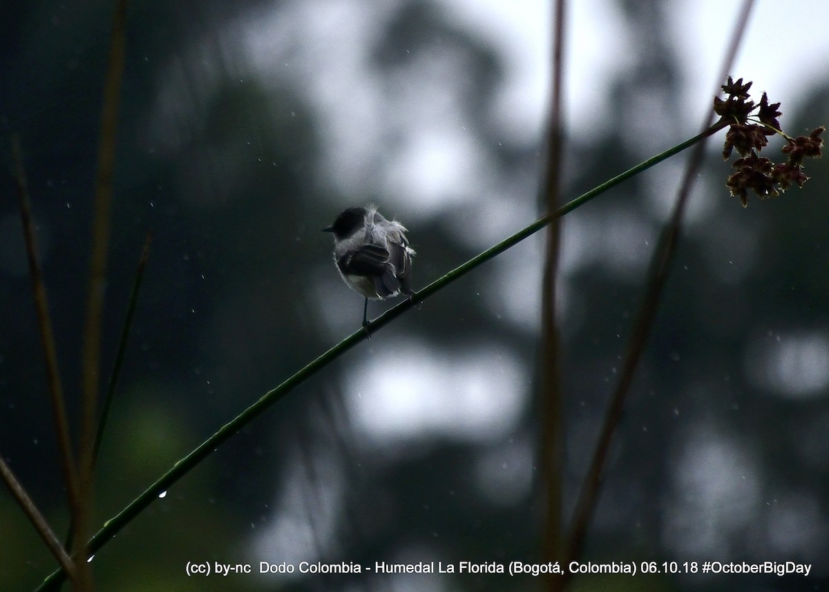 Torrent Tyrannulet - ML324402791