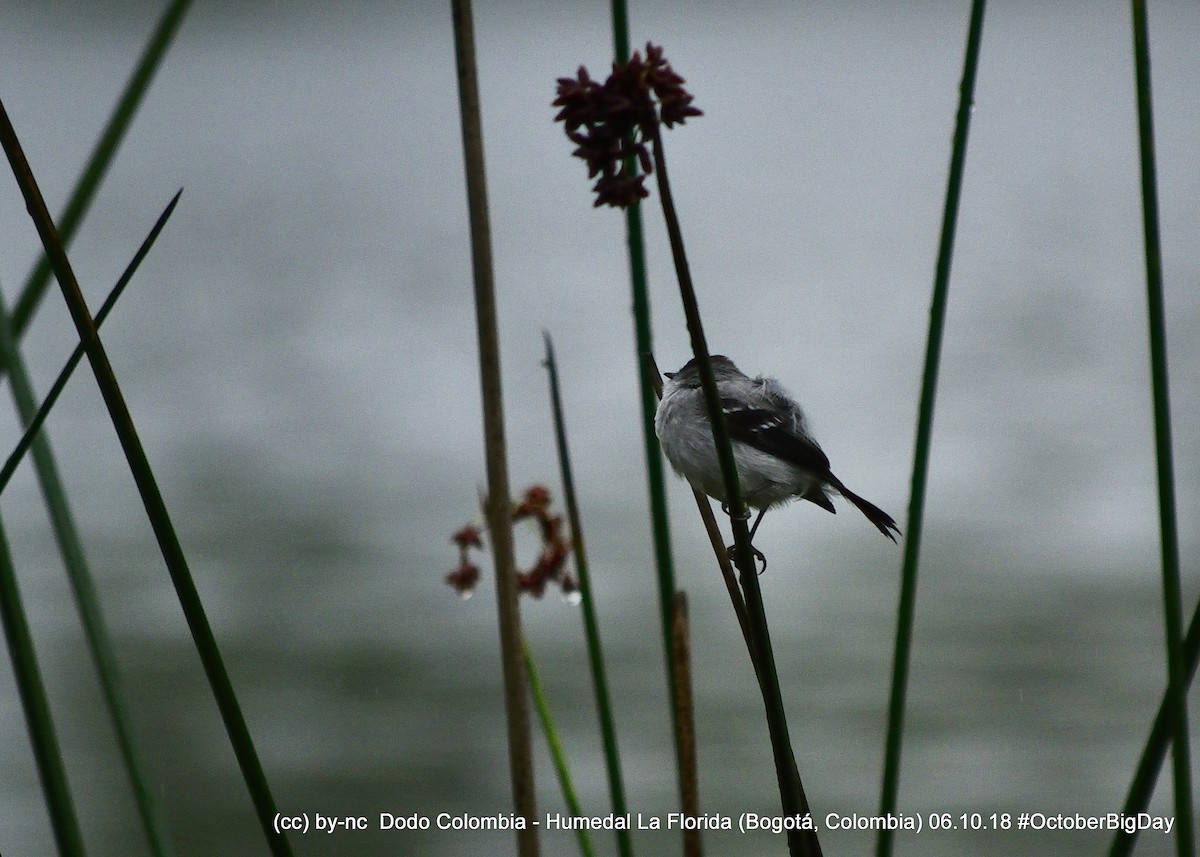 Torrent Tyrannulet - ML324402801