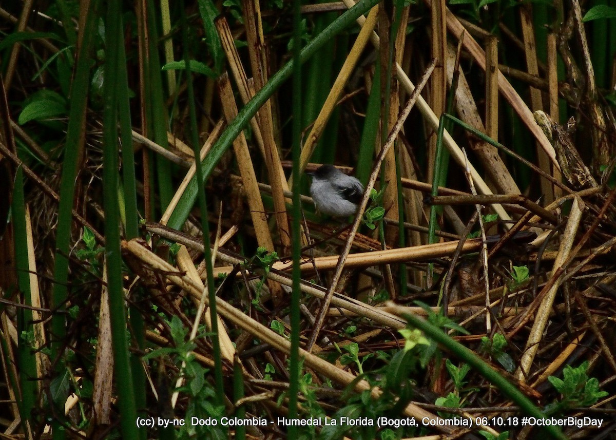 Torrent Tyrannulet - ML324402861