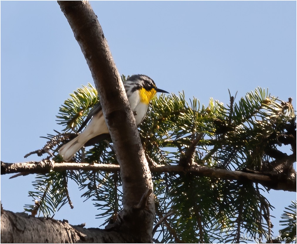 Yellow-throated Warbler - Sheila Meehan