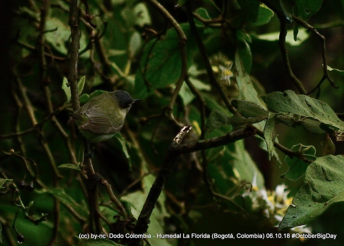 Red-eyed Vireo - ML324403681