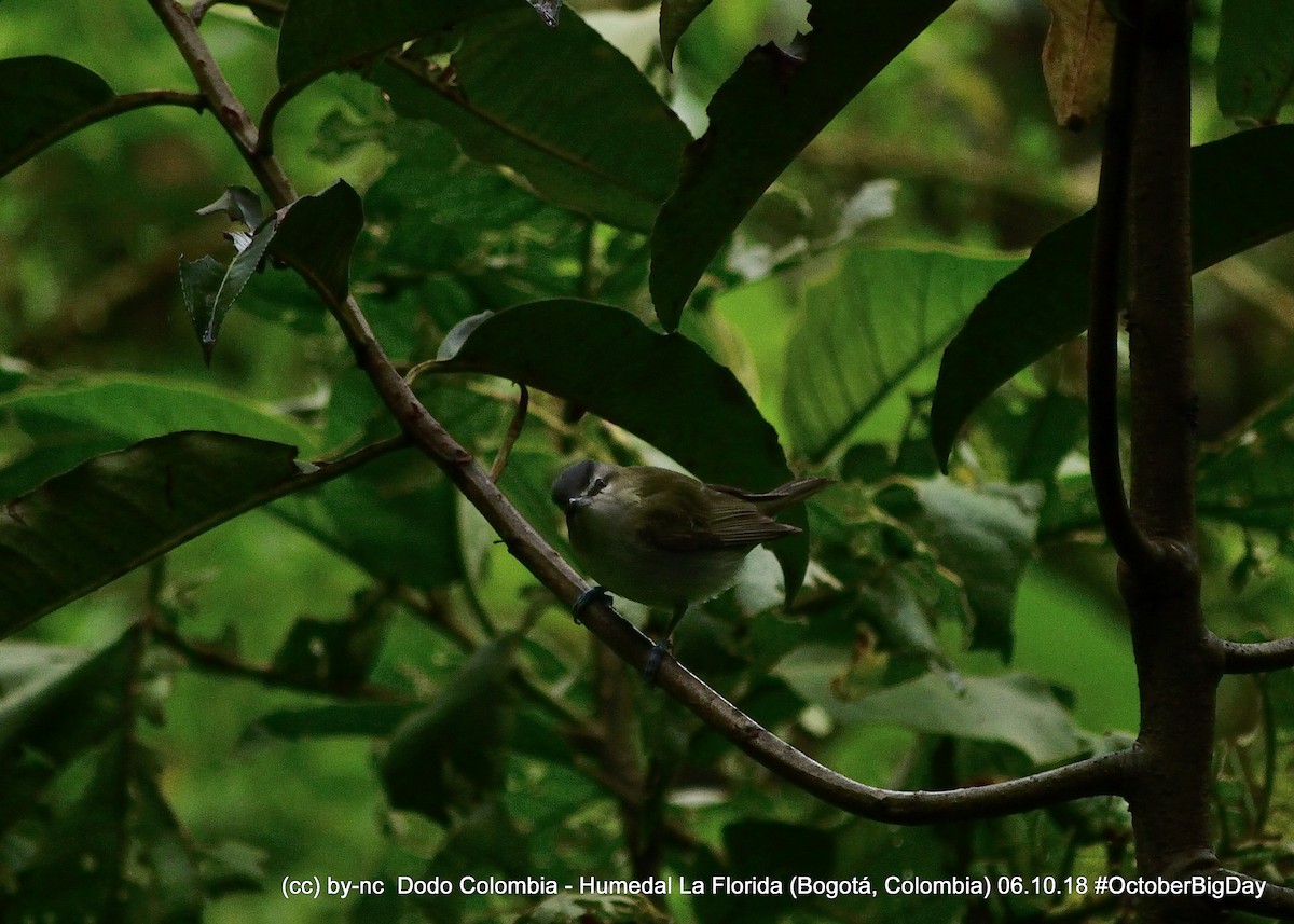 Red-eyed Vireo - ML324403711