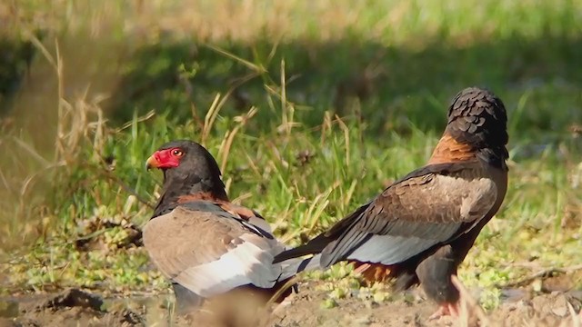 Bateleur - ML324403951