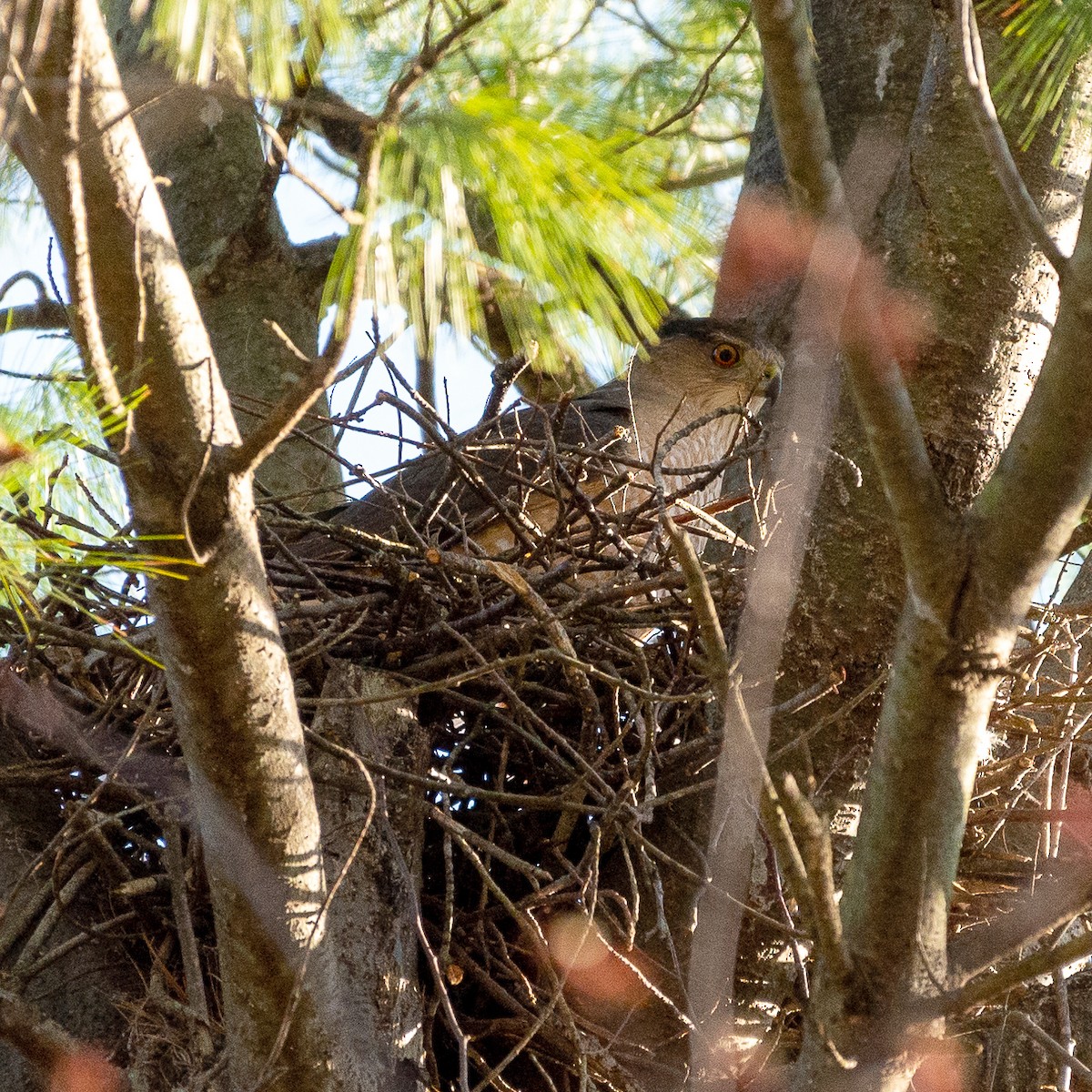 Cooper's Hawk - ML324404001