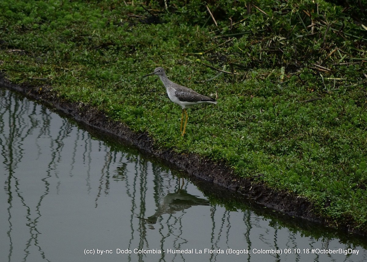 Lesser Yellowlegs - ML324404141