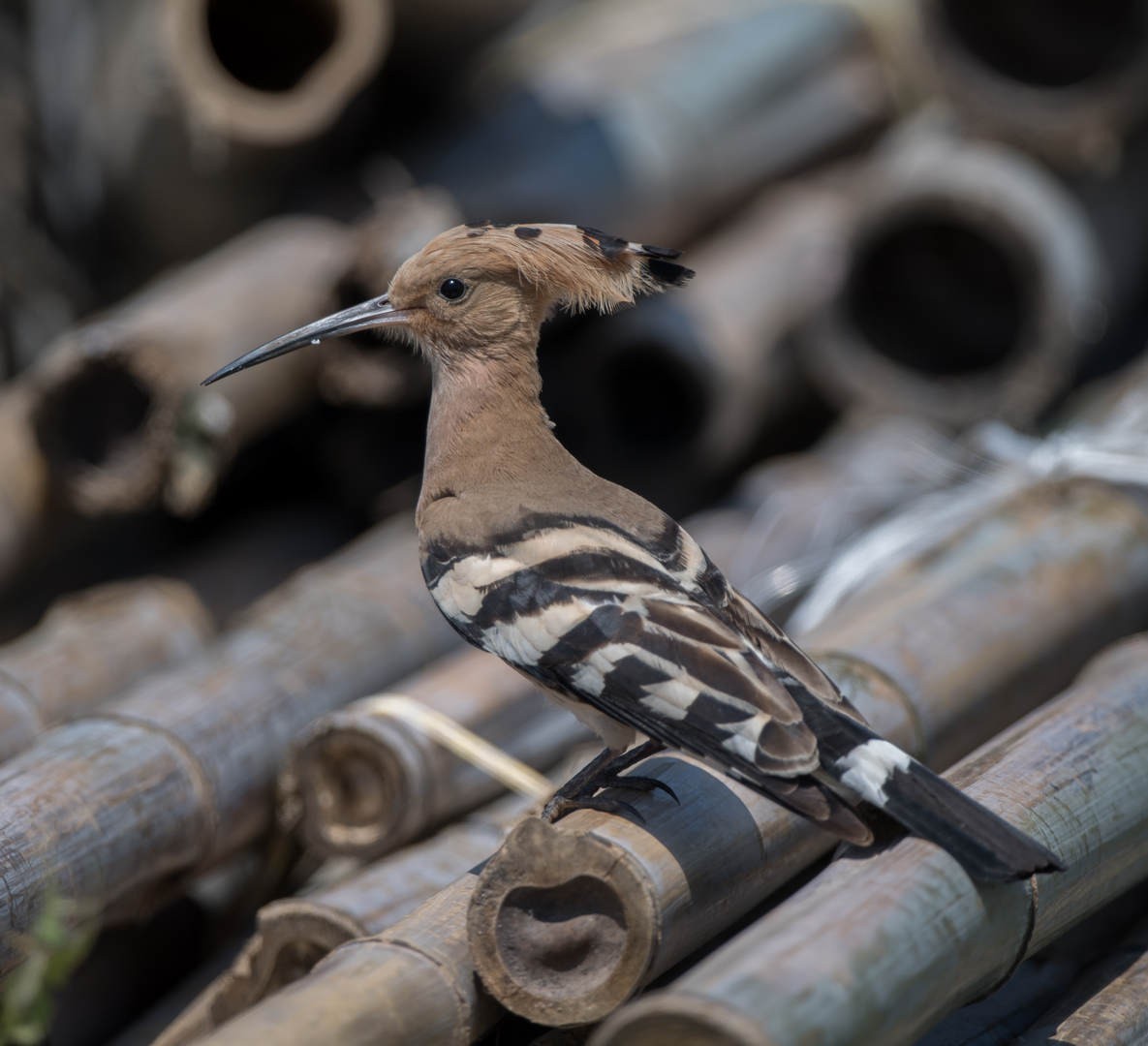 Eurasian Hoopoe - ML324404611