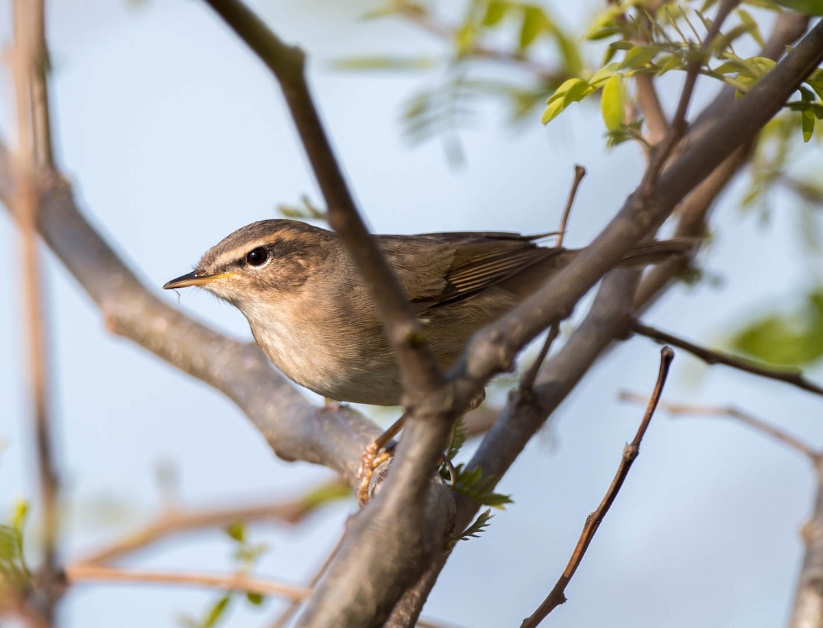 Dusky Warbler - ML324404831