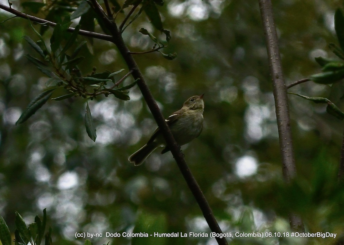 Small-billed Elaenia - ML324404981