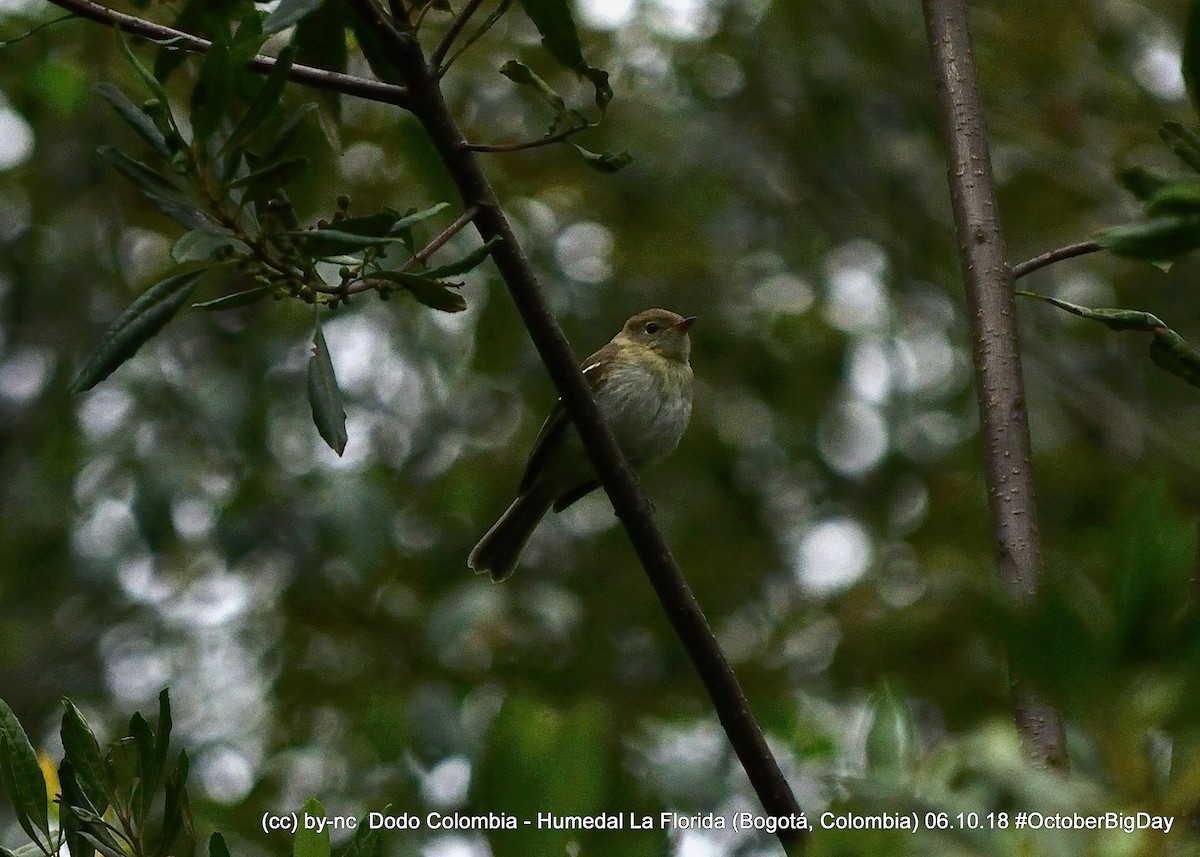 Small-billed Elaenia - ML324405001