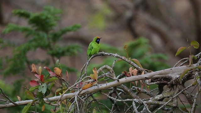 Golden-fronted Leafbird - ML324405411