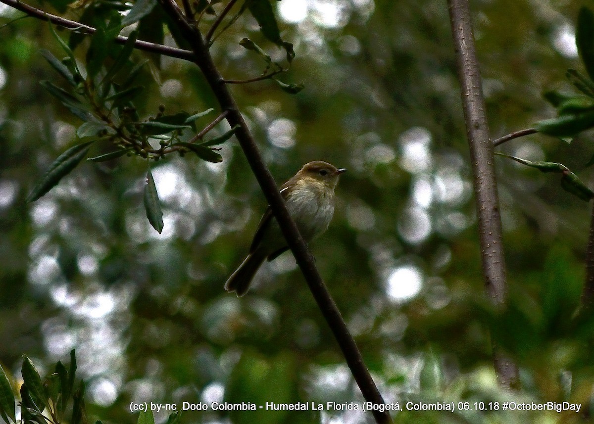 Small-billed Elaenia - ML324405521
