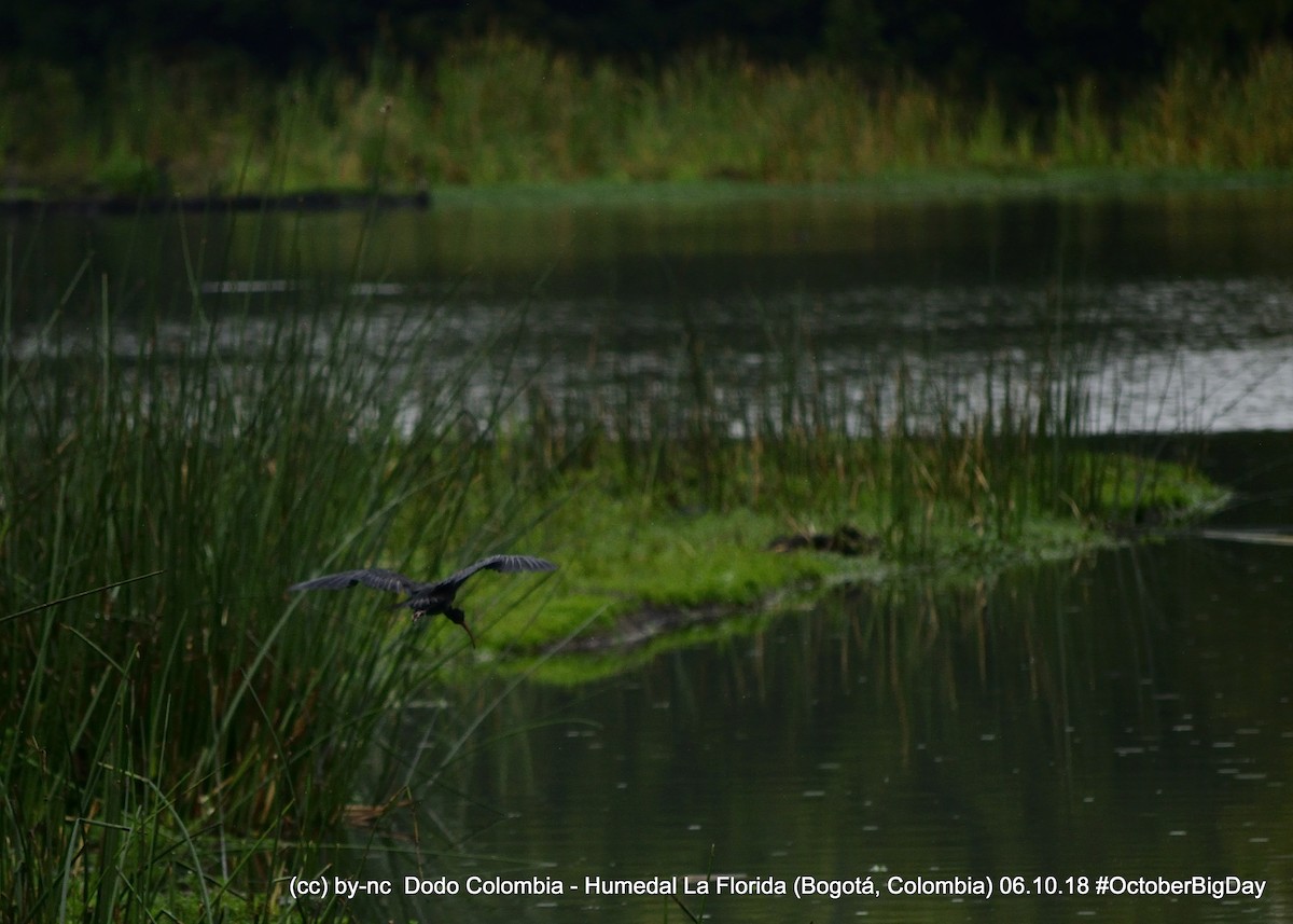 Bare-faced Ibis - ML324405651