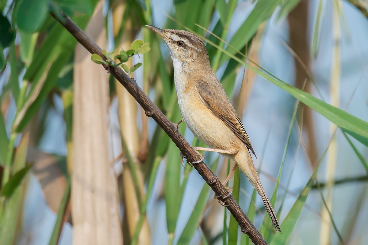 Manchurian Reed Warbler - Natthaphat Chotjuckdikul