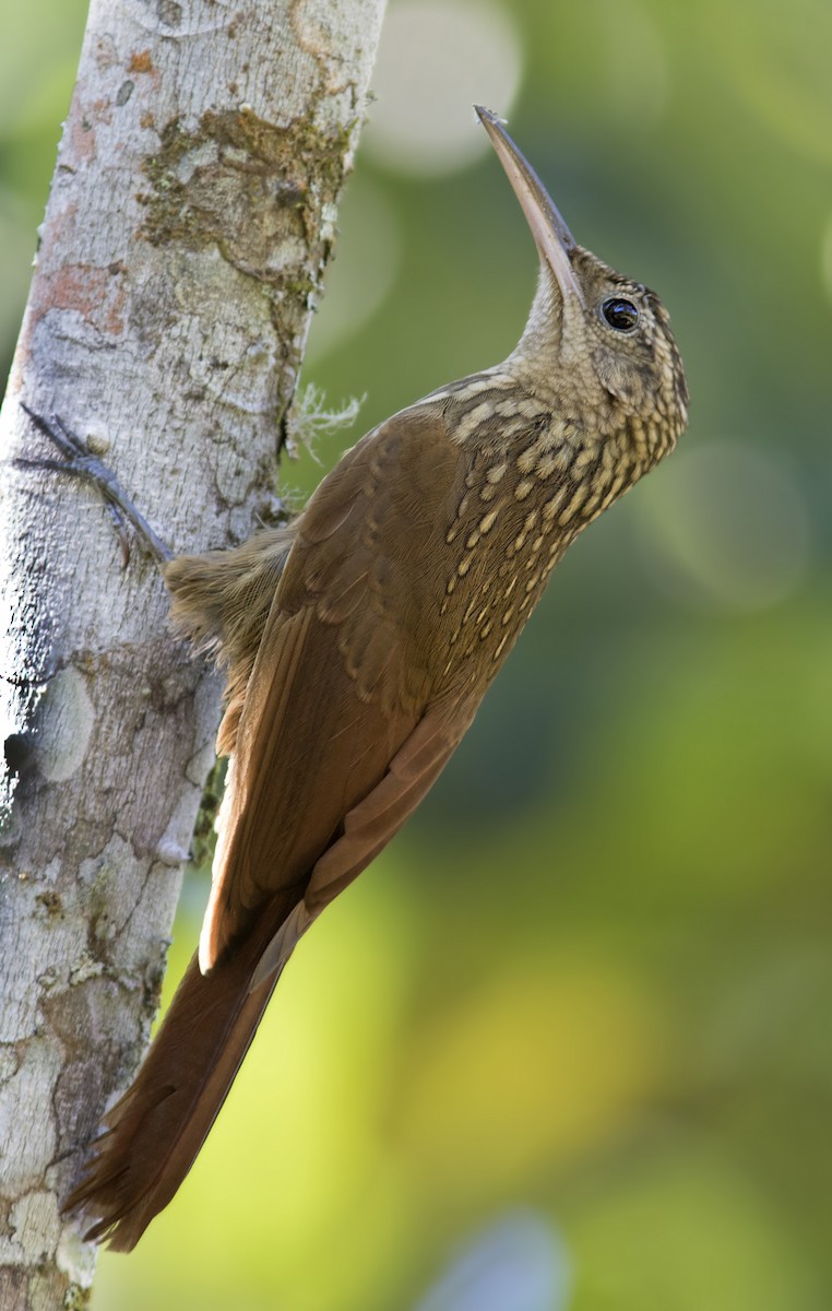 Ceara Woodcreeper - Caio Brito