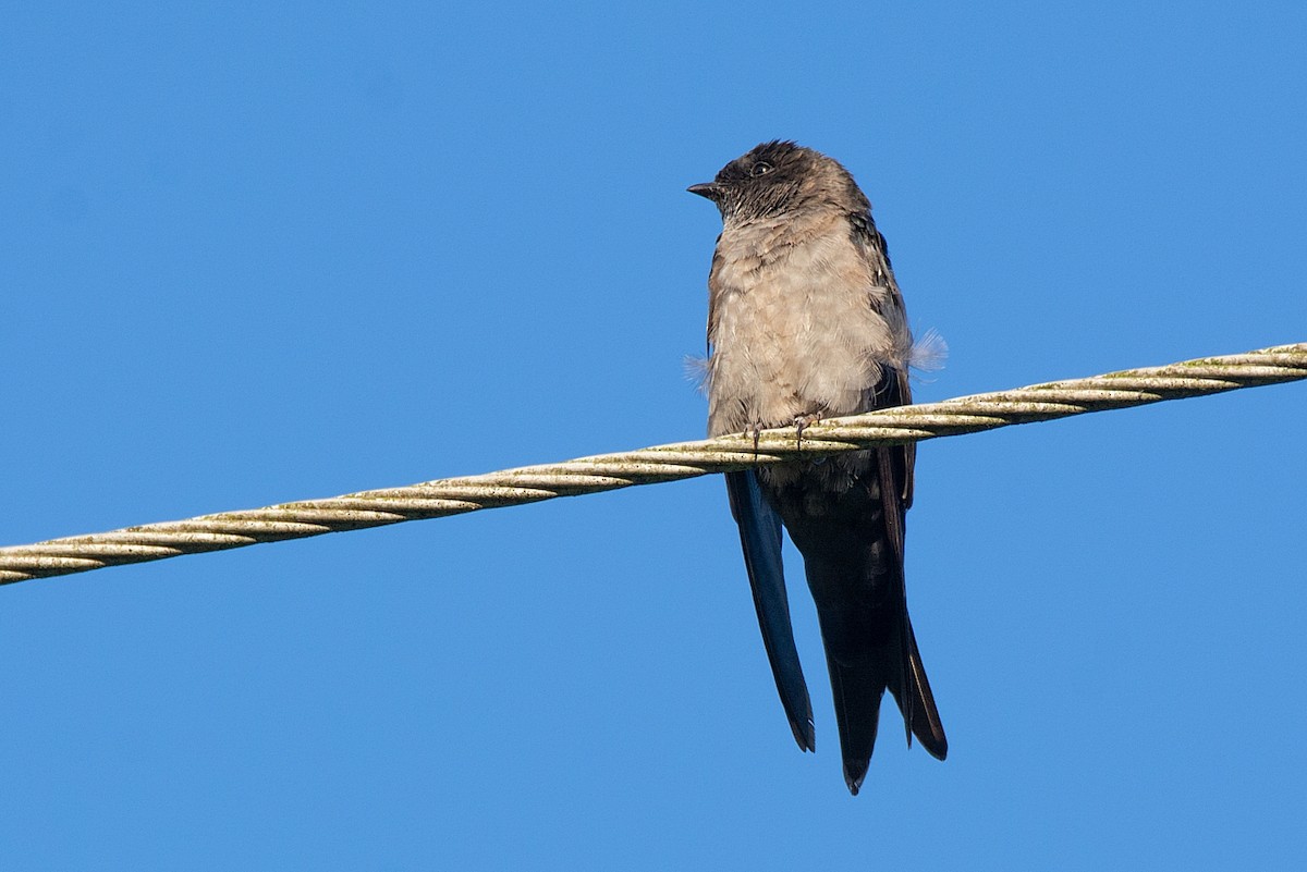 White-thighed Swallow - ML324406721