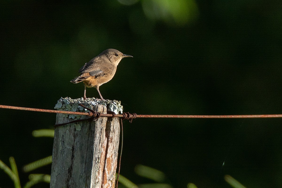 House Wren - ML324406751