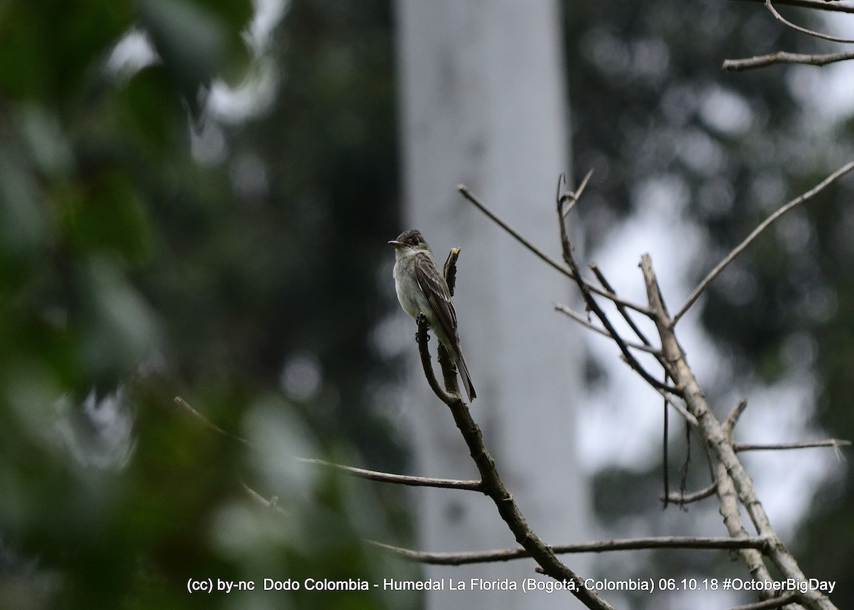Eastern Wood-Pewee - ML324406781