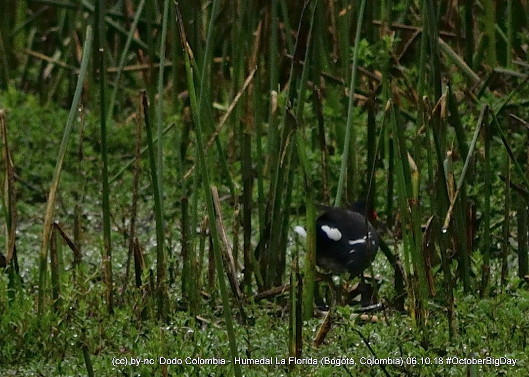 Common Gallinule - ML324406791