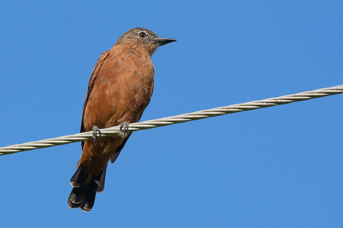 Cliff Flycatcher - LUCIANO BERNARDES