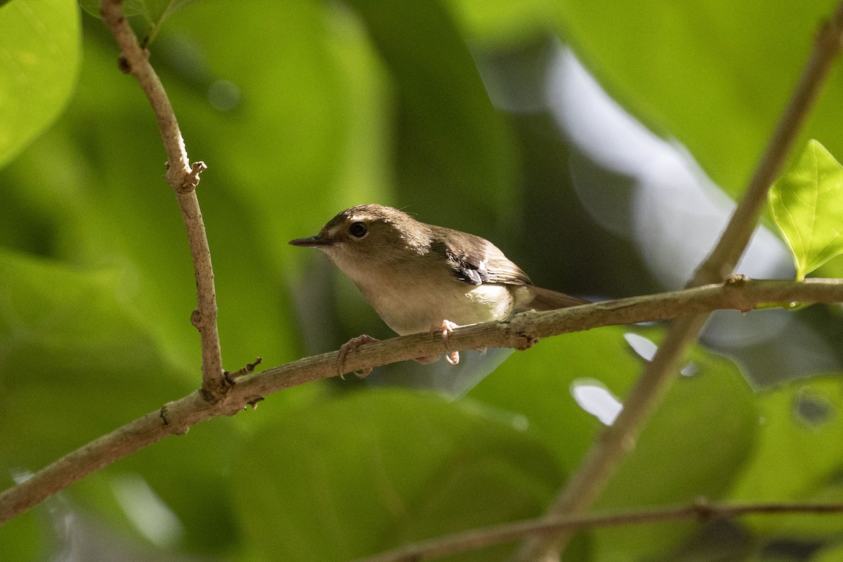 Beccarisericornis - ML324406991