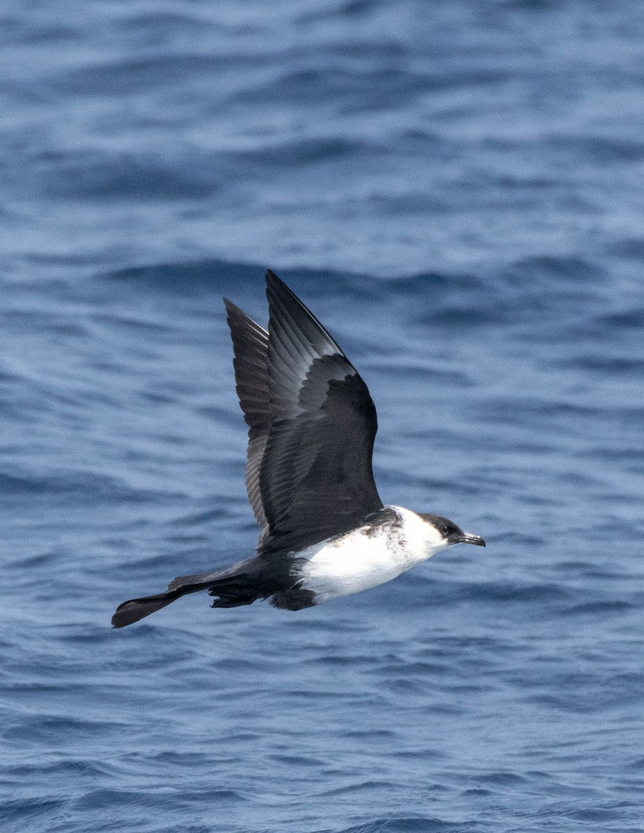 Pomarine Jaeger - Thilip Kumar