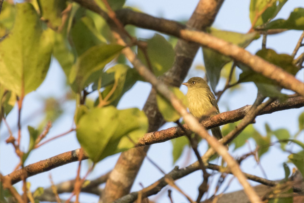 Chico's Tyrannulet - ML324407351