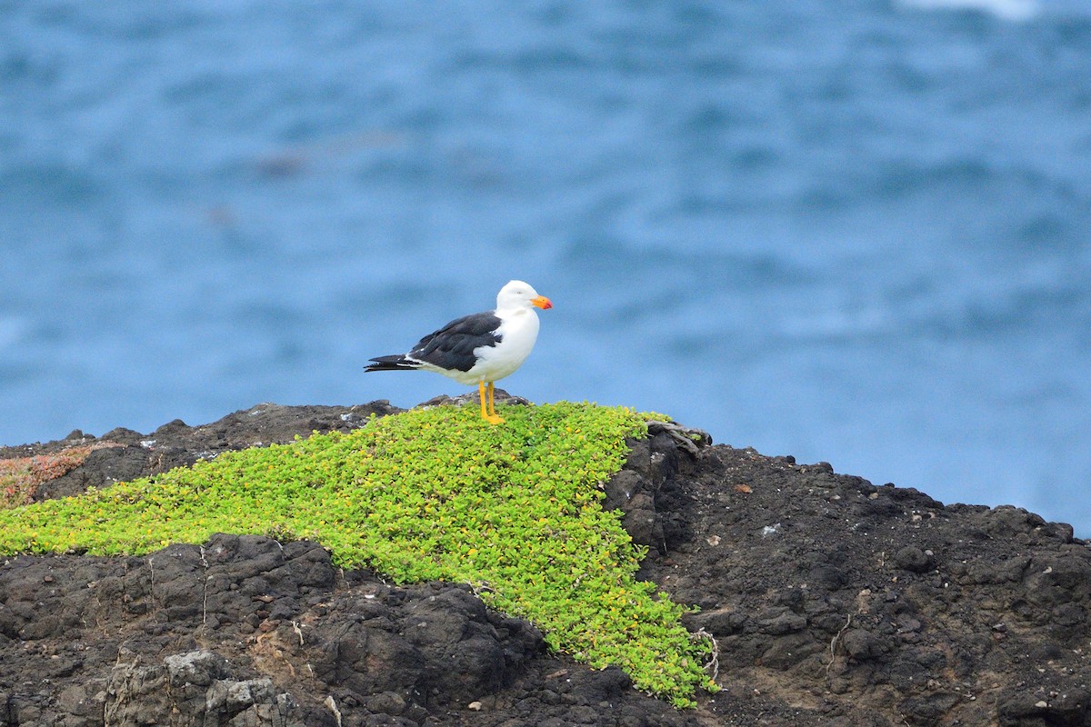 Pacific Gull - Ken Crawley