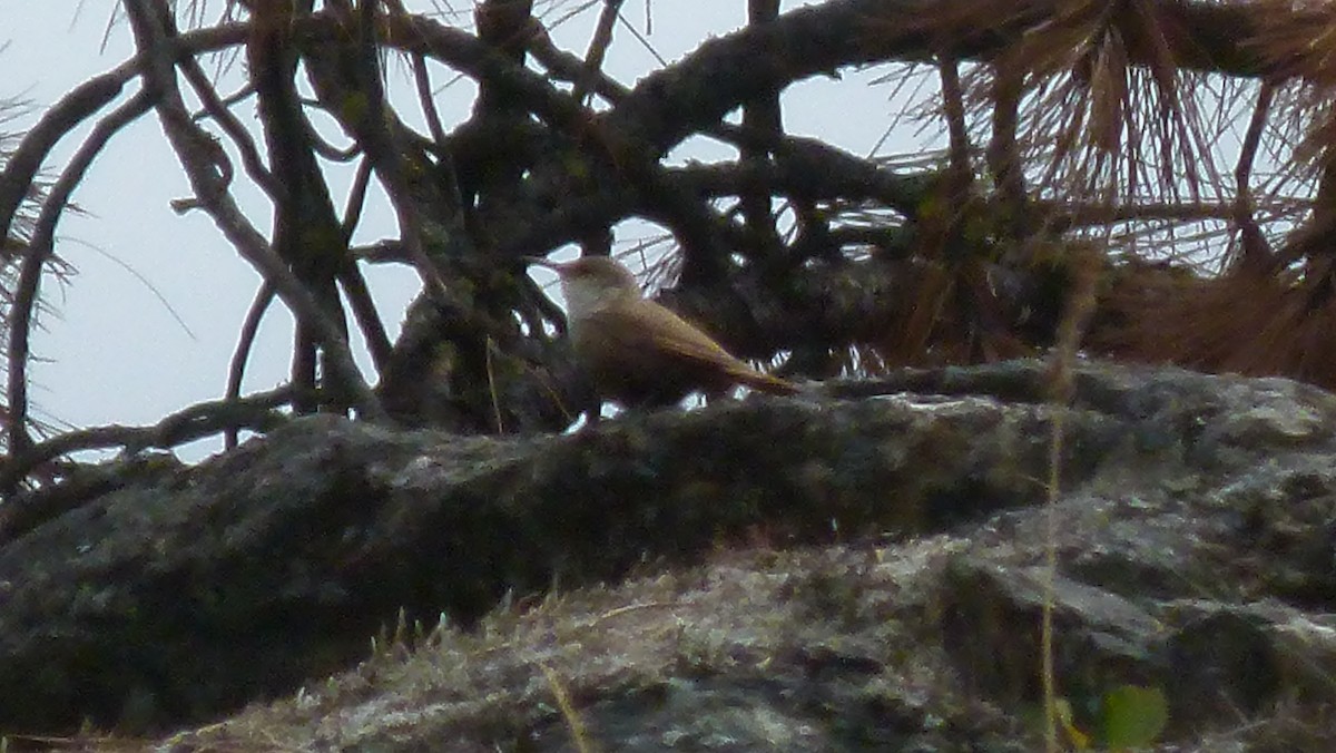 Canyon Wren - ML32440761
