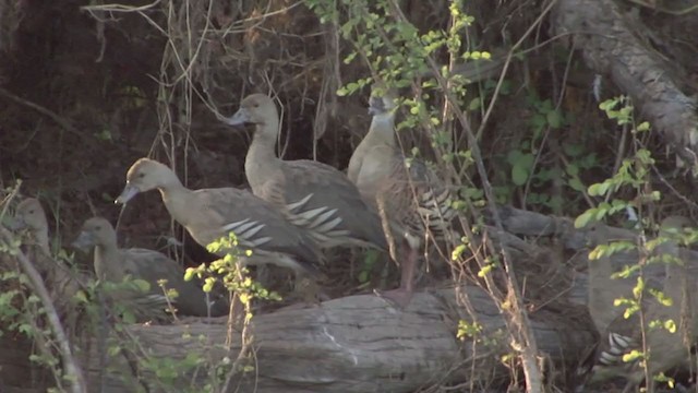 Plumed Whistling-Duck - ML324409321