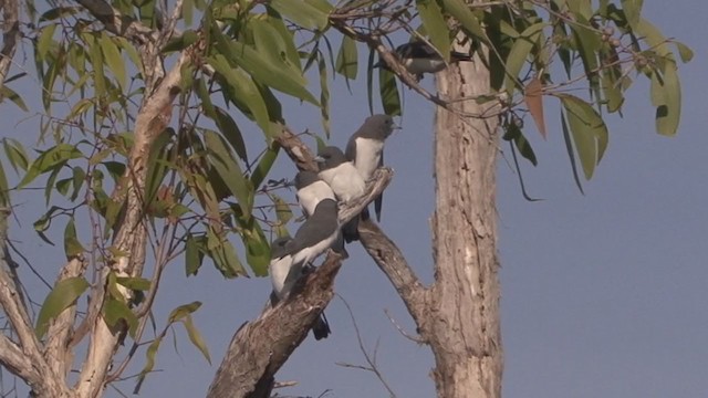 White-breasted Woodswallow - ML324409801