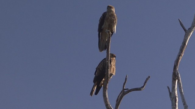 Whistling Kite - ML324409831