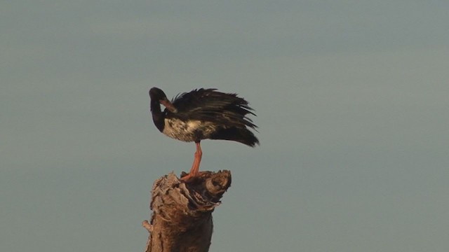 Magpie Goose - ML324409851